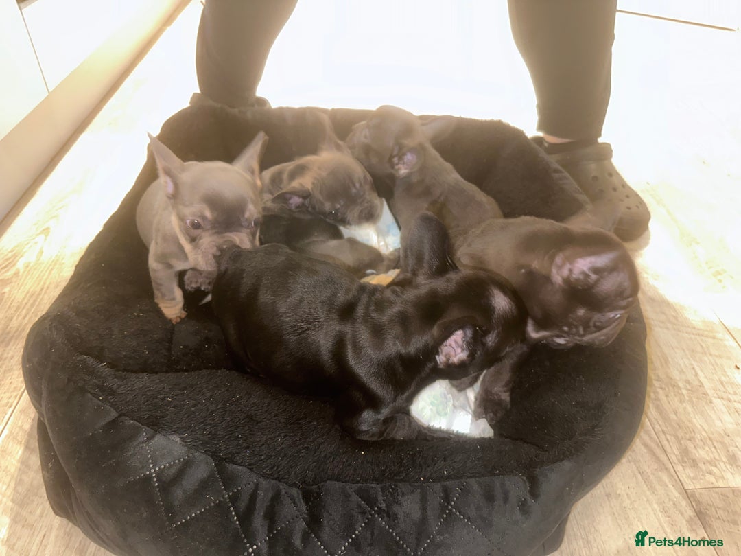 French Bulldog dogs for sale: FRENCH BULLDOG PUPPYS❤️ ready find forever home❤️ - Advert 17