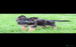 German Shepherd dogs for sale: German Shepherd pups  - Image 6
