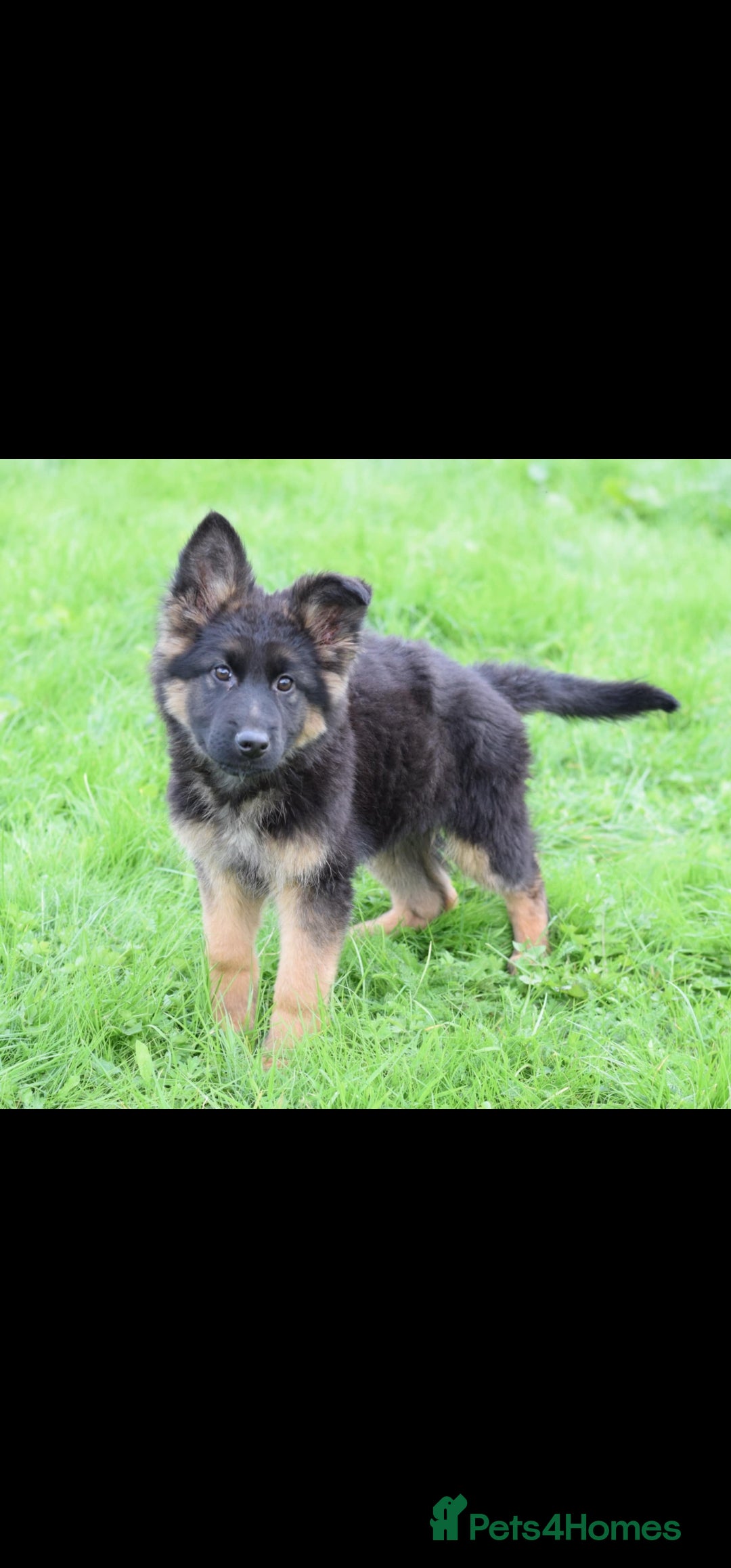 German Shepherd dogs for sale: German Shepherd pups  - Image 6