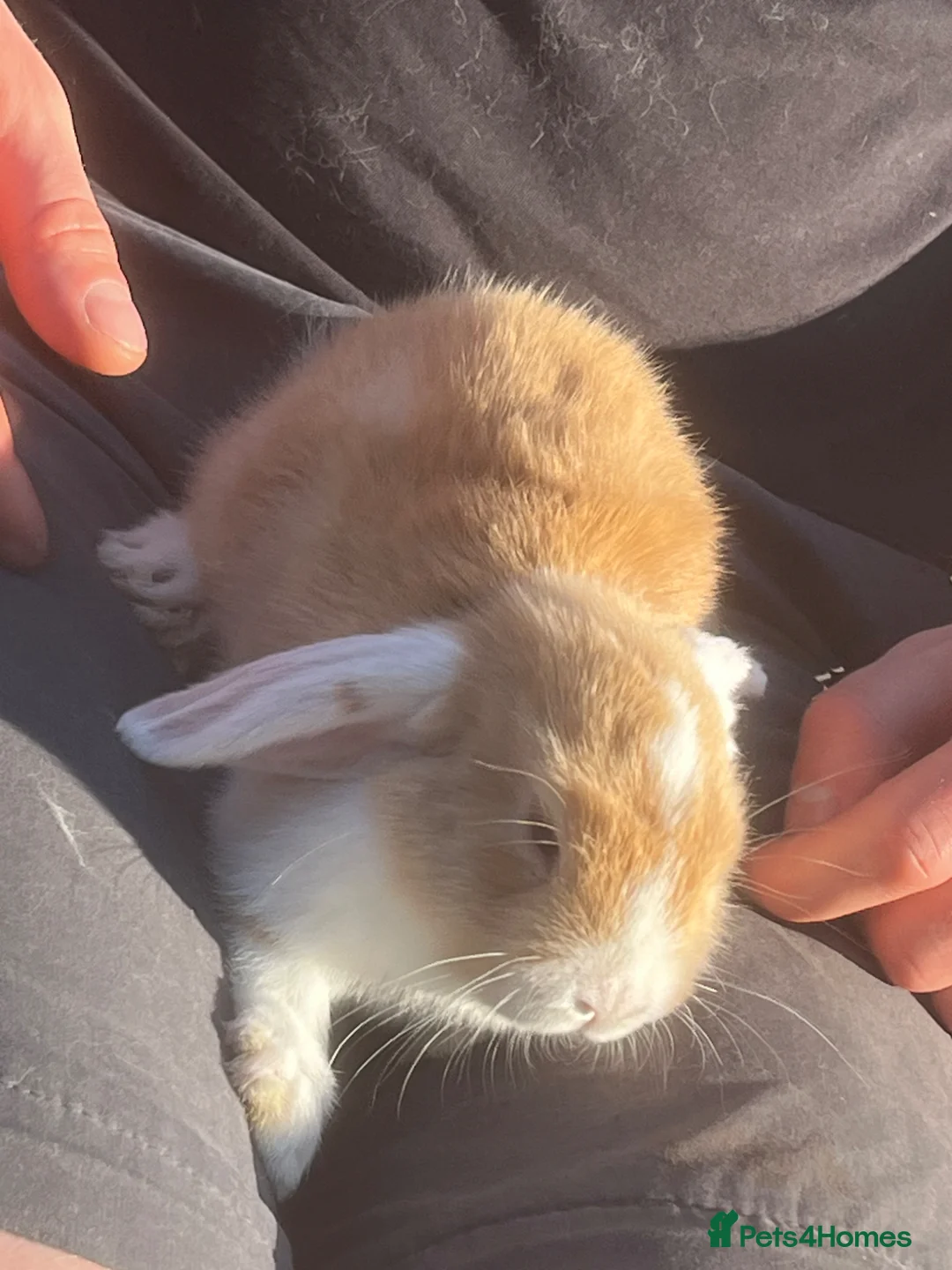 Mini Lion Lop rabbits for sale: Mini lop x lion head  - Advert 2