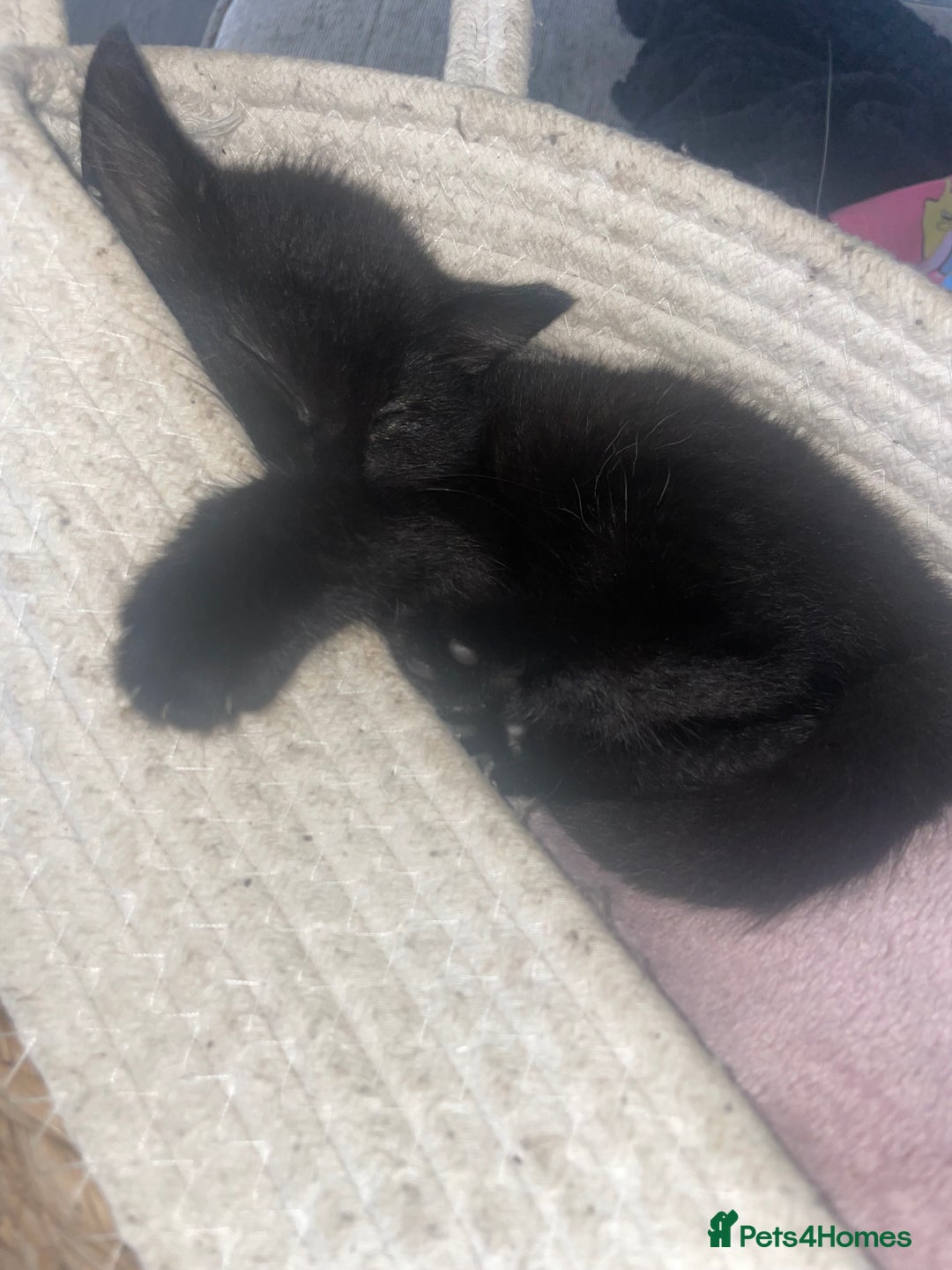 European cats for sale: Fluffy Kittens  - Image 6