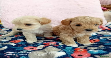 Maltipoo dogs - Advert 12
