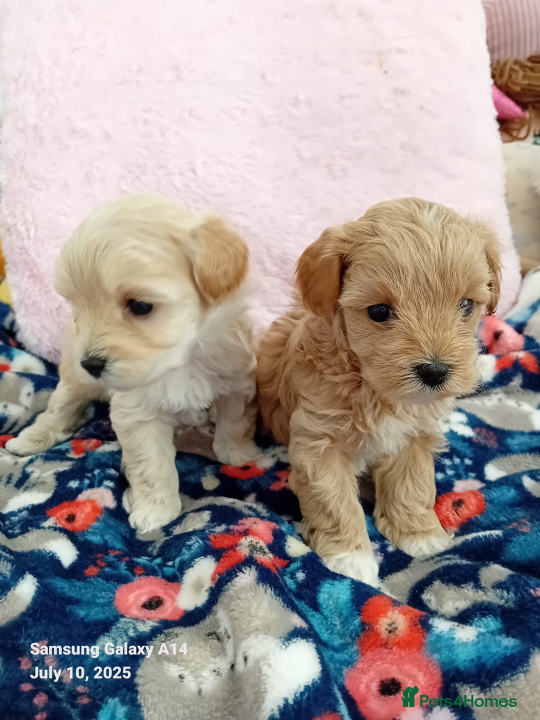 Maltipoo dogs for sale: Petite Maltipoos fully genetic health tested  - Image 3