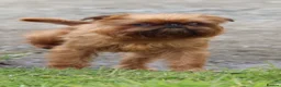 Griffon Bruxellois dogs for stud: Griffon male available for stud, KC proven - Advert 4