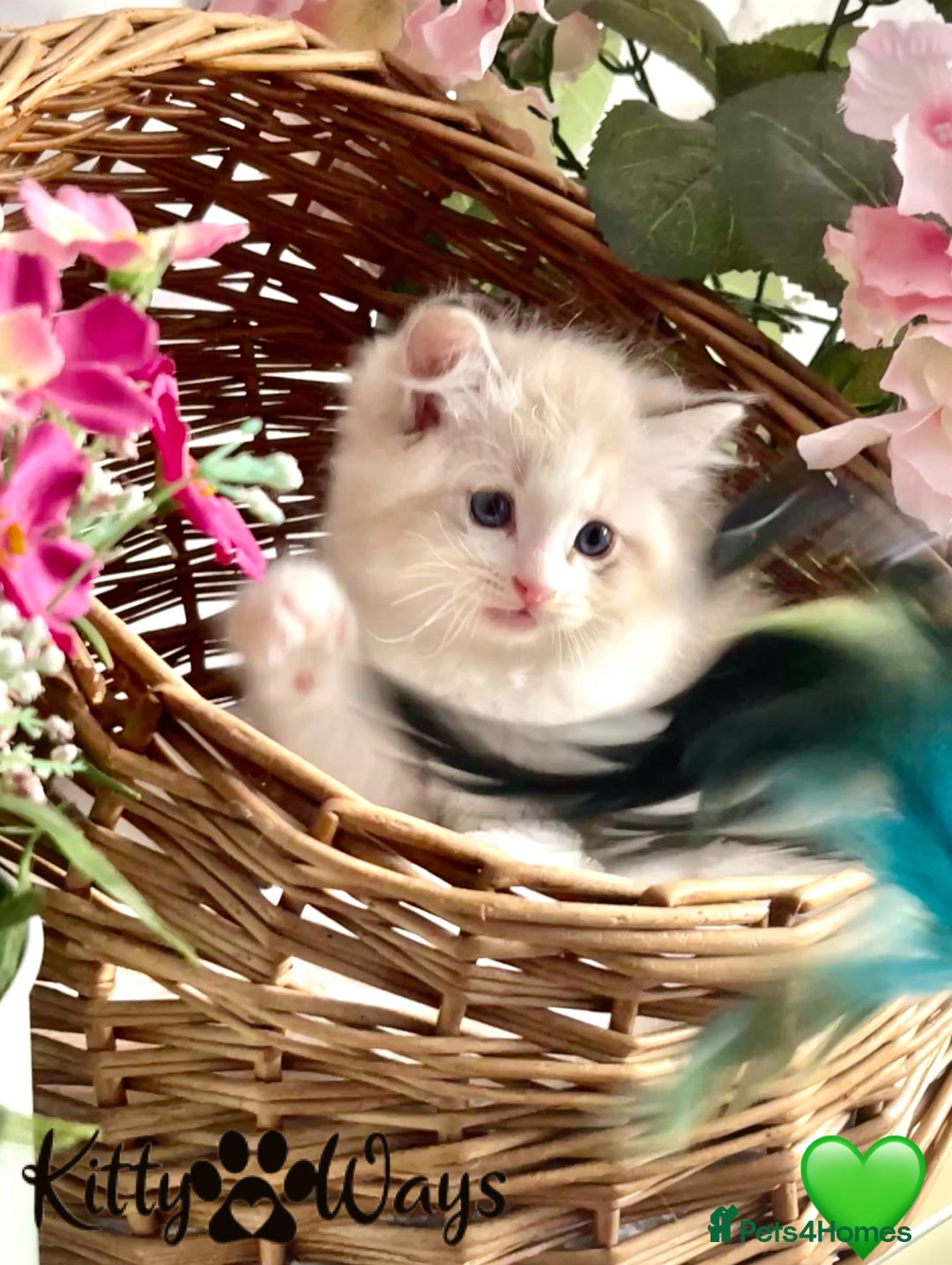 Ragdoll cats for sale: 🐾🩷*TICA REG* LYNX TABBY EU RAGDOLL KITTENS🩵🐾 - Image 23