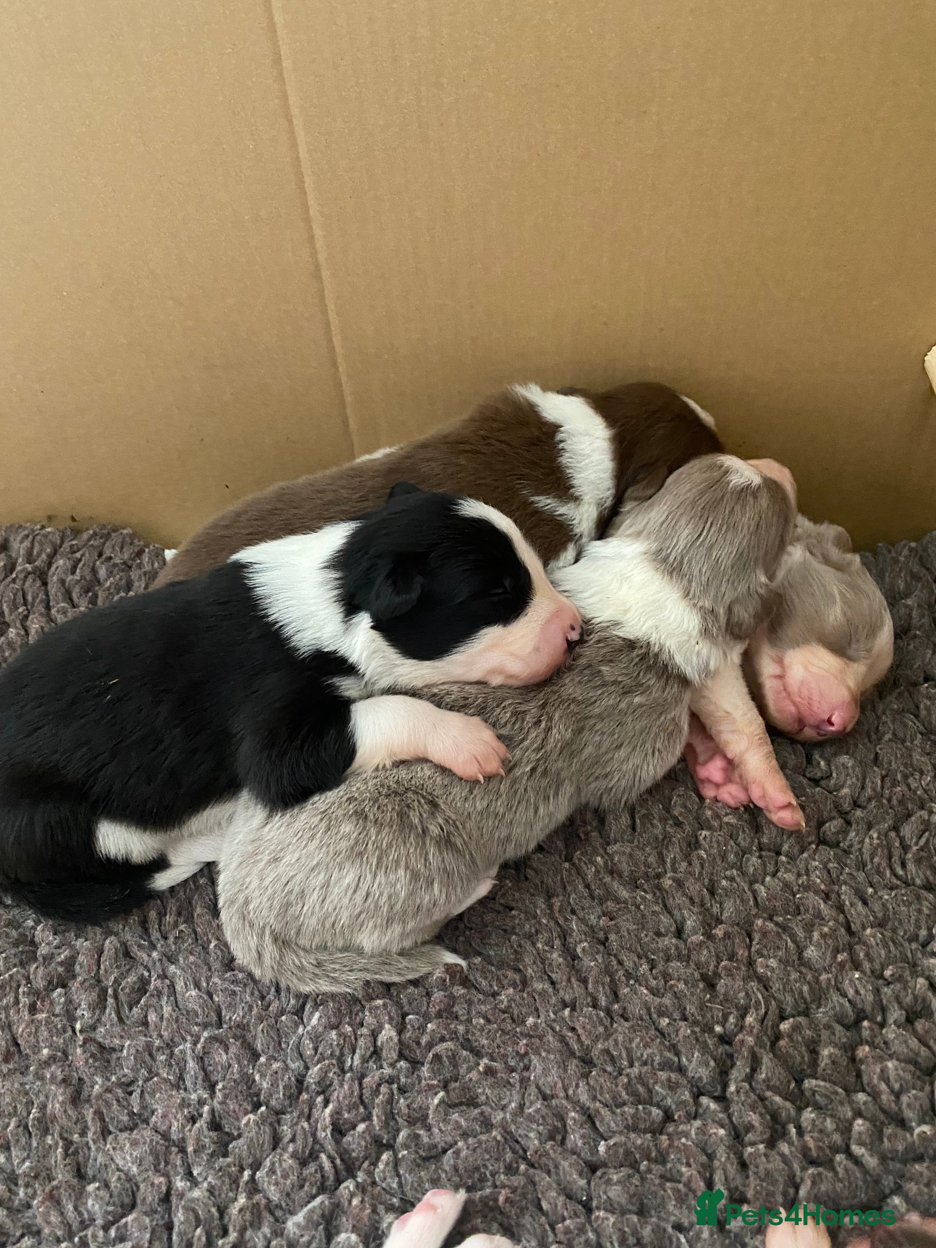 Border Collie dogs Stunning collie pups - Advert 2