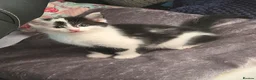 Mixed Breed cats for sale: 14 week only kitten looking for a loving home  in Dereham - Advert 5