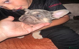 French Bulldog dogs for sale: Beautiful French Bulldog litter  - Image 6
