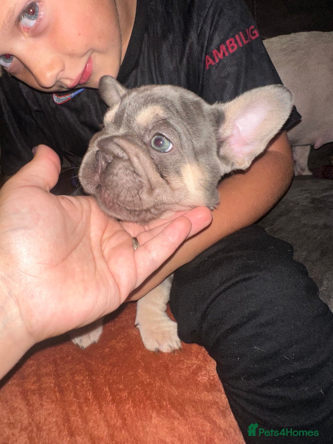 French Bulldog dogs for sale: Beautiful French Bulldog litter  - Image 6