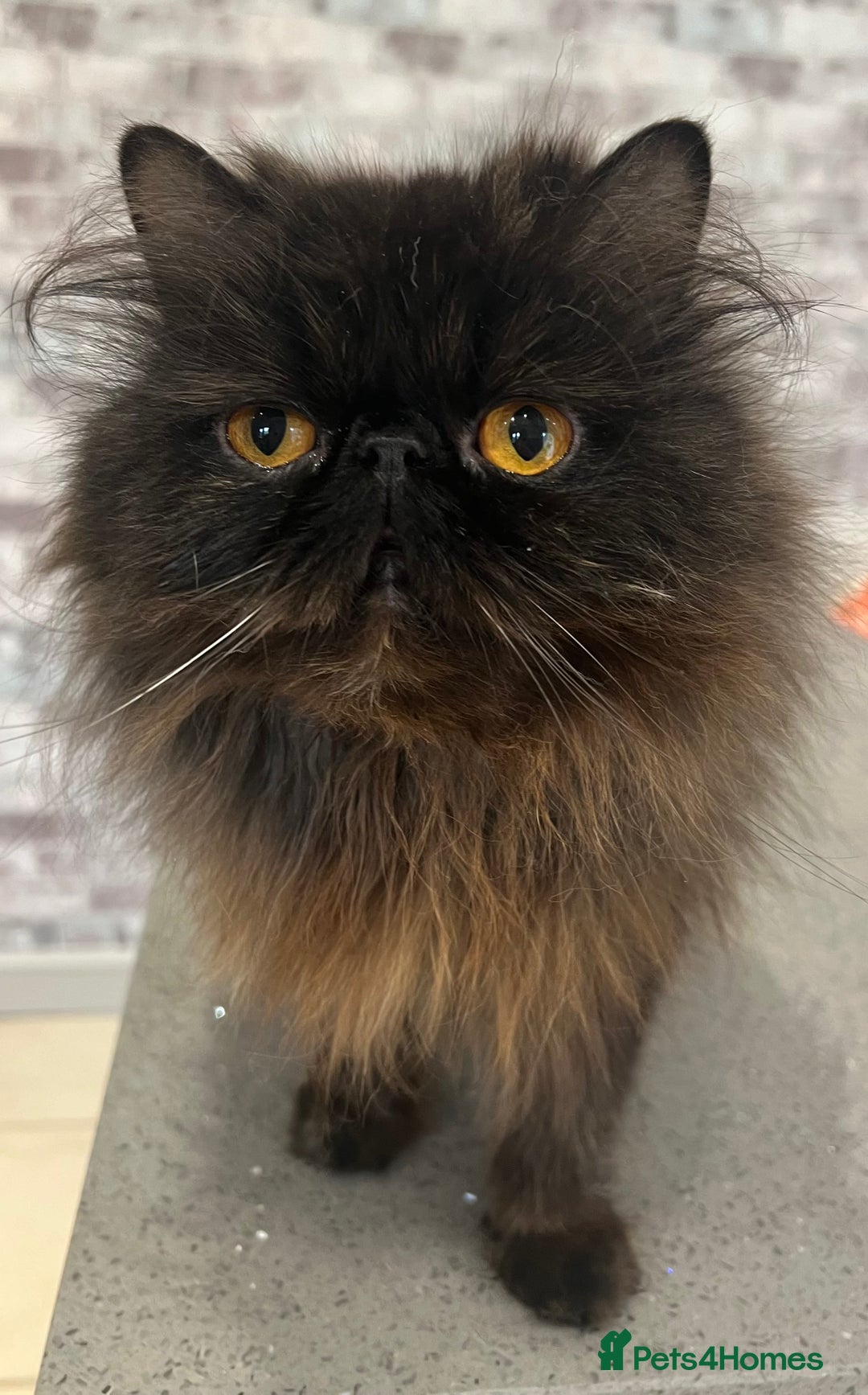 Exotic cats for sale: GCCF Registered Exotic Stud & Persian Female  - Advert 11