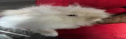 Mixed Breed rabbits for sale: 3 Teddydwarf bunnies looking for a new home.  - Advert 10