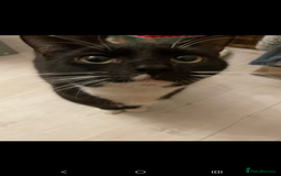 British Longhair cats for sale: Cats  - Advert 6