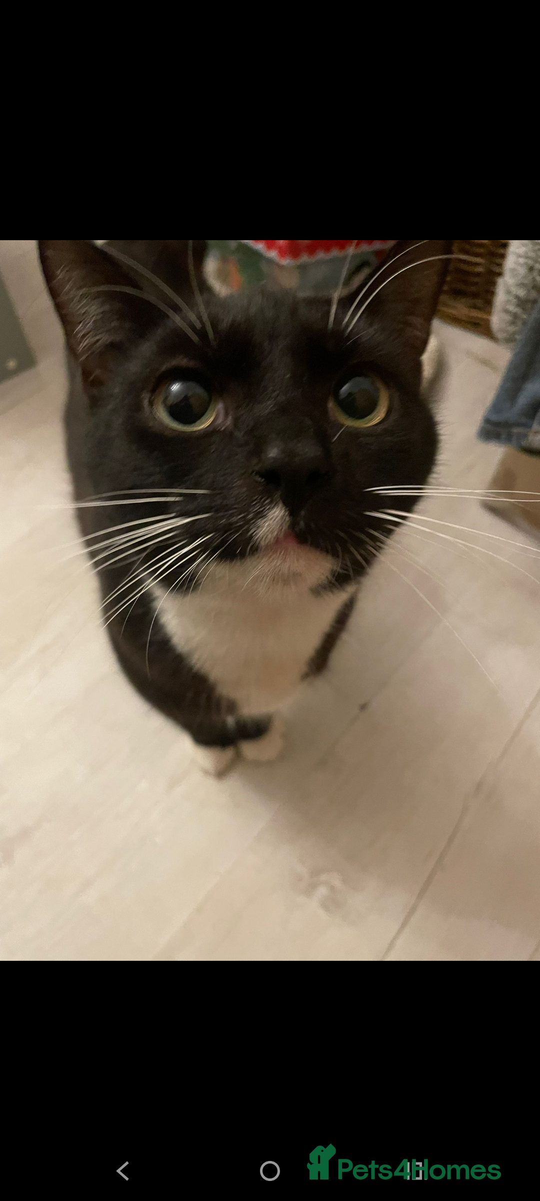 British Longhair cats for sale: Cats  - Advert 6