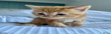 Ragdoll Kitten 1