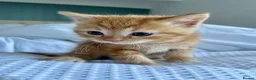 Ragdoll cats for sale: Handsome well handled and social ginger ragdoll x - Advert 28