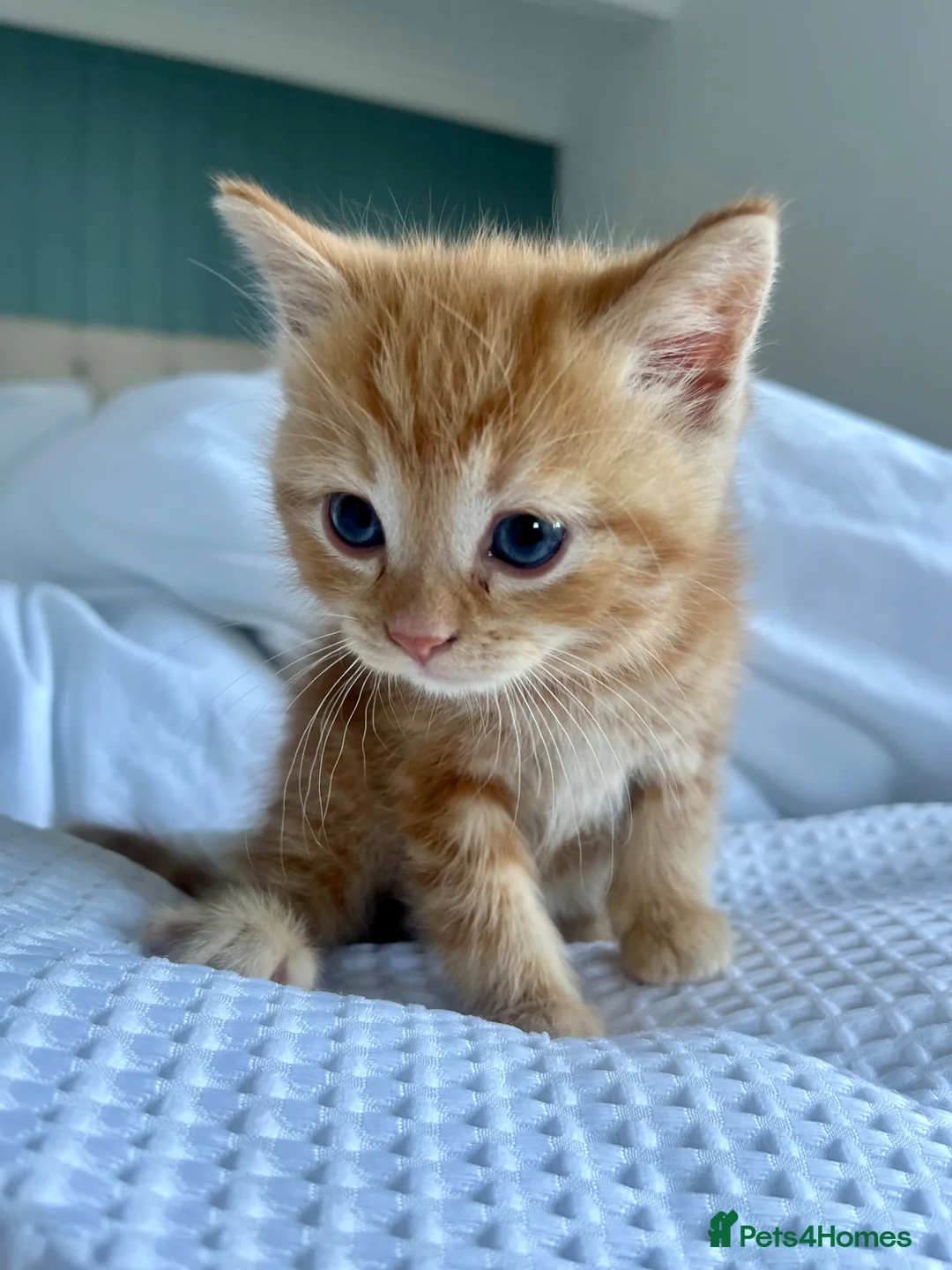 Ragdoll cats for sale: Handsome well handled and social ginger ragdoll x - Advert 28