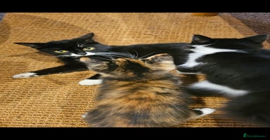 Mixed Breed cats - Advert 10