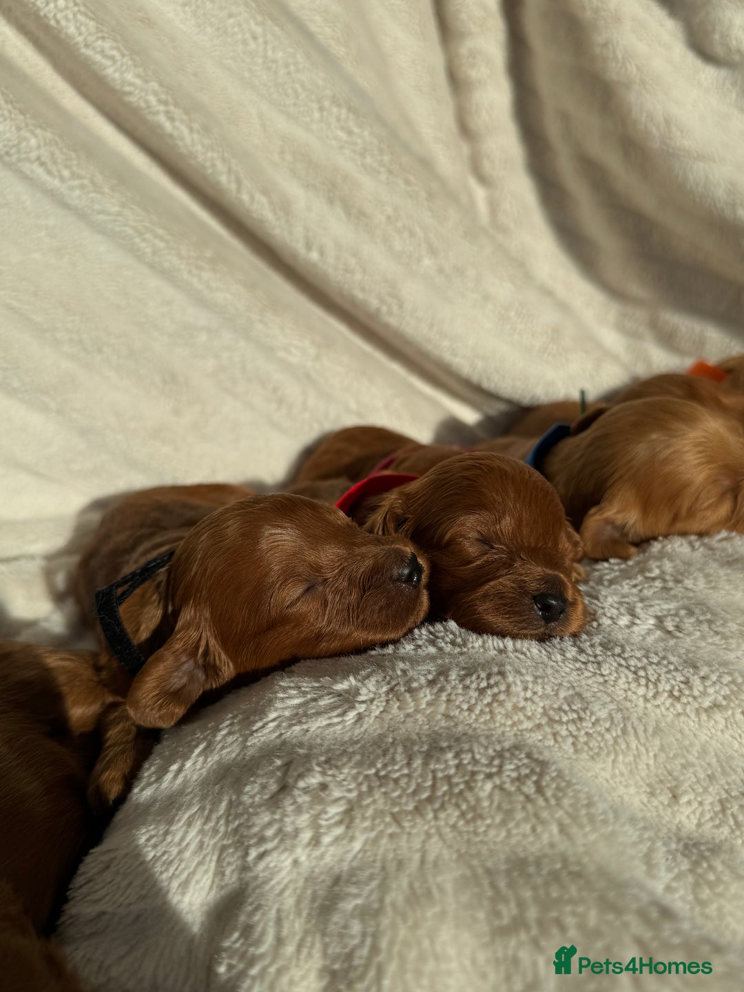 Cavapoo dogs for sale: Beautiful Red F1b Cavapoo Puppies - Image 17
