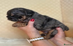 English Bulldog dogs for sale: English Bulldog - Image 19