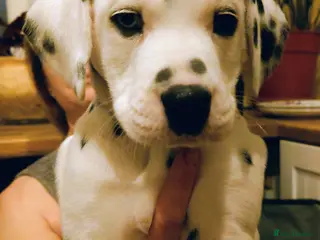 Mixed Breed dogs 9 Beautiful Dalamdor Puppies! - Advert 1