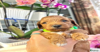 Maltipoo dogs - Advert 15