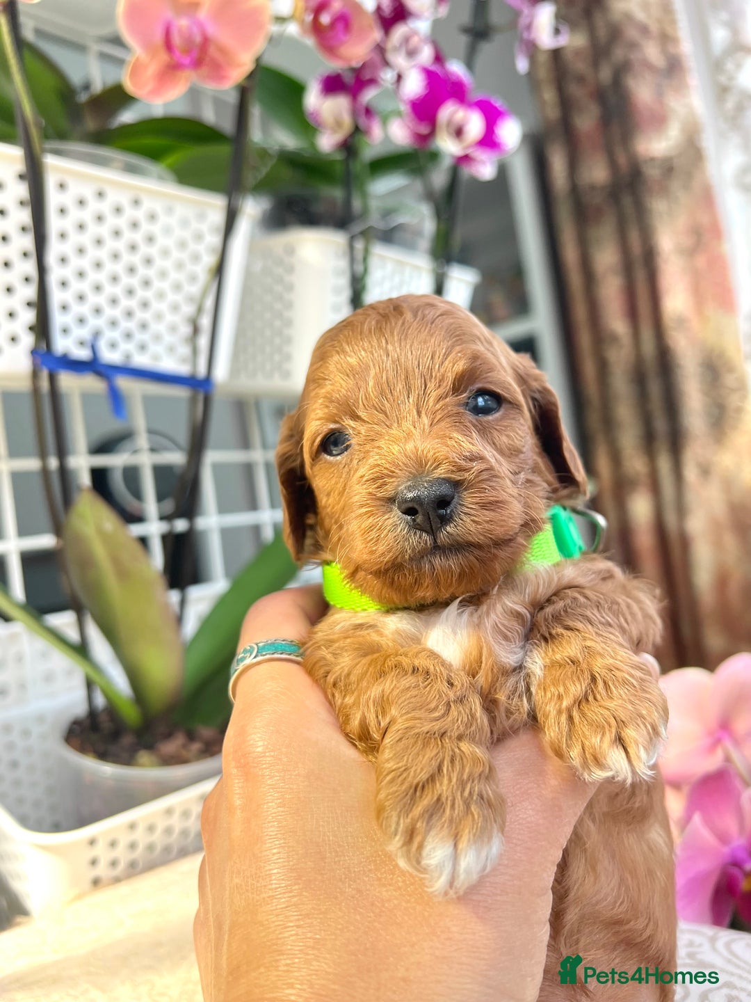 Maltipoo dogs for sale: Beautiful F1B Toy Size Maltipoo Puppies - Image 3