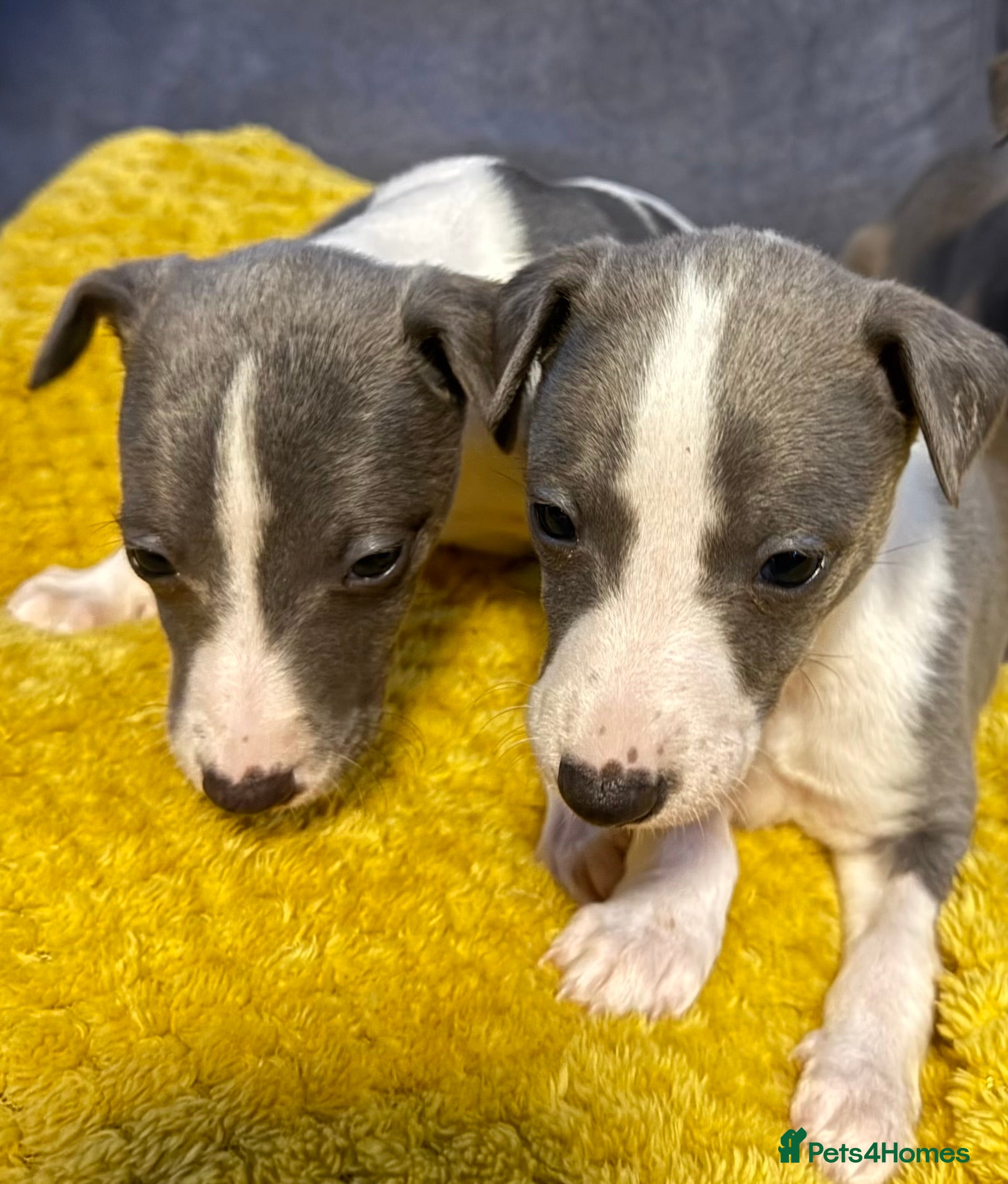 Whippet dogs 2 Stunning Whippet Boy's available  - Advert 1