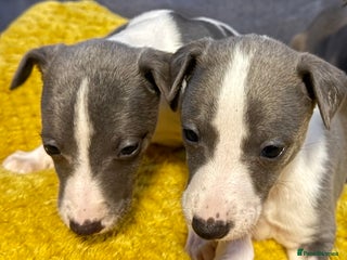 Whippet dogs 2 Stunning Whippet Boy's available - Advert 4