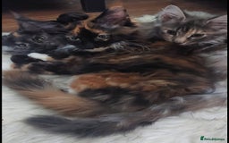 Maine Coon cats for stud: Active Tica duel Gccf Maine Coons in Grantham - Image 30