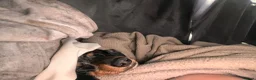 Miniature Dachshund dogs for sale: Female miniature dapple dachshund - Advert 4
