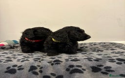 Mixed Breed dogs for sale: dixie pop puppies for sale - Image 21
