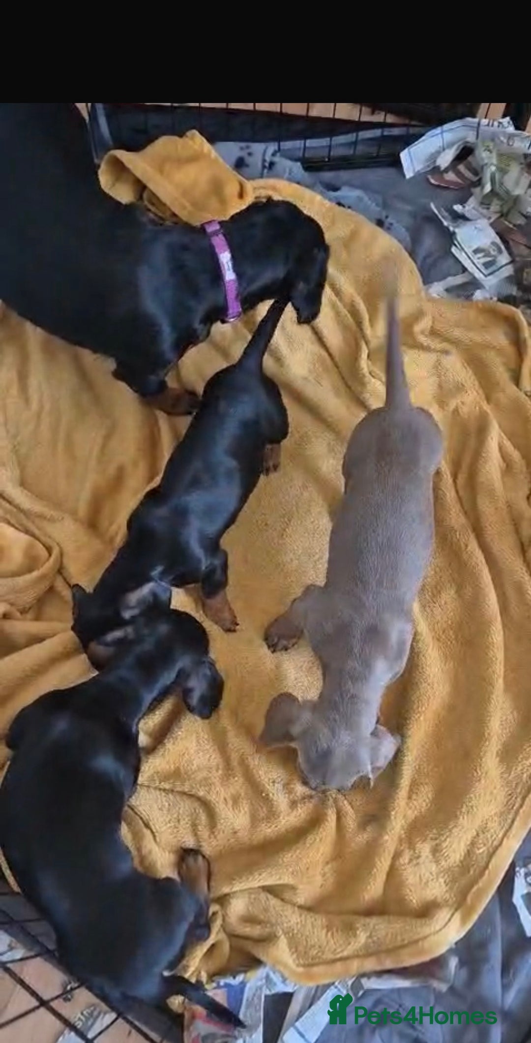 Miniature Dachshund dogs for sale: Miniature Dachshund’s ready now   - Image 6
