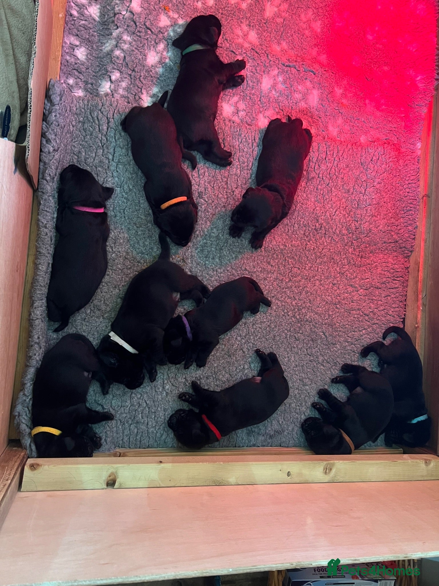 Labrador Retriever dogs New Born Black Labrador Puppies - Advert 2