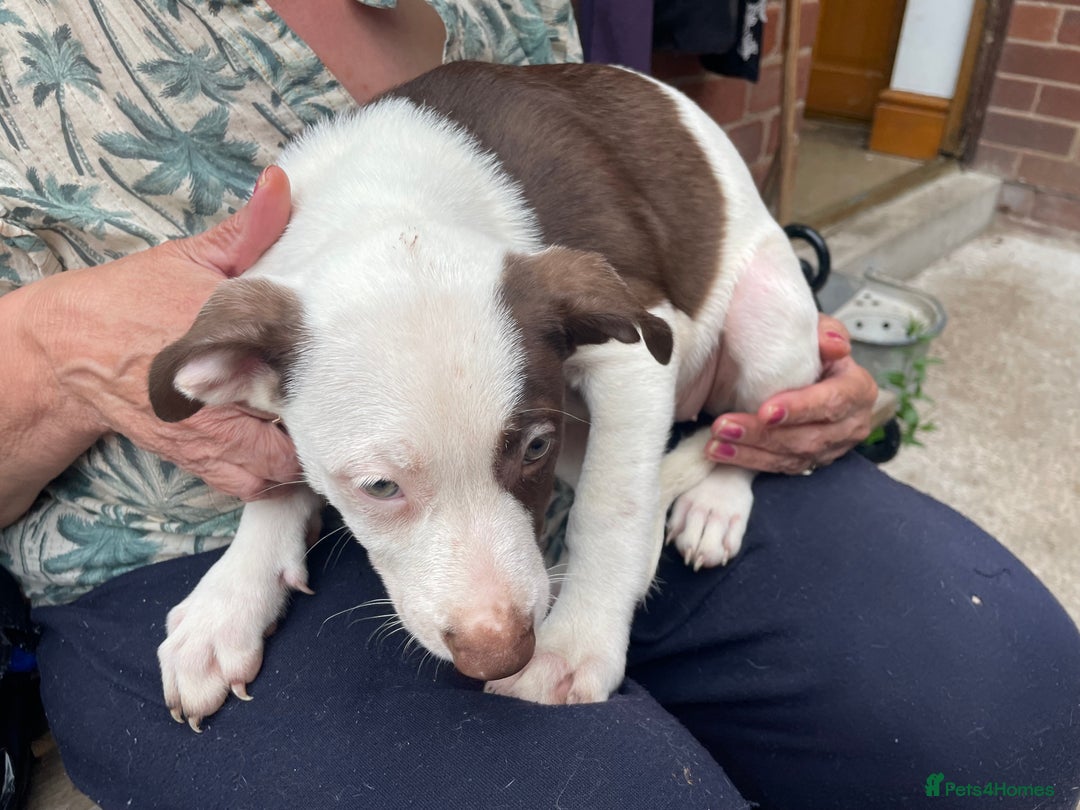 Mixed Breed dogs for sale: Staff collie cross puppies  - Image 17