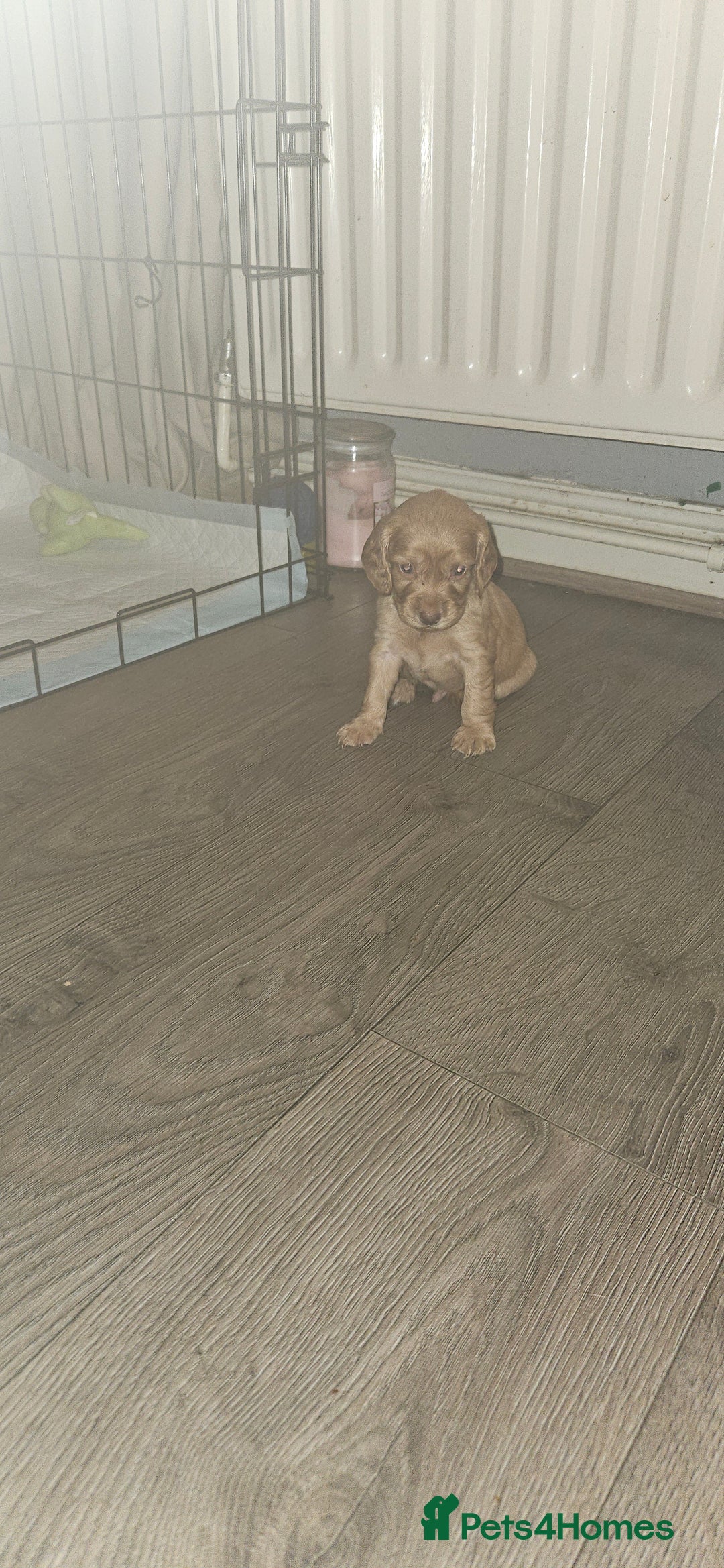 Cocker Spaniel dogs for sale: litter of 6 pedigree cocker spaniel puppies. - Image 14