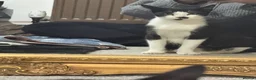 Domestic Shorthair cats for sale: Black and white domestic shorthair kittens - Advert 11