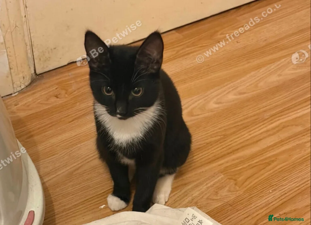 Mixed Breed cats for sale: Kitten for sale 5 months old female  - Advert 2