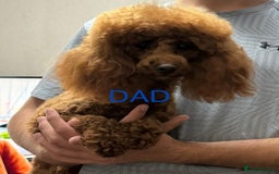 Maltipoo dogs for sale: OUTSTANDING QUALITY F1B MALTIPOO PUPPIES READY! - Image 8
