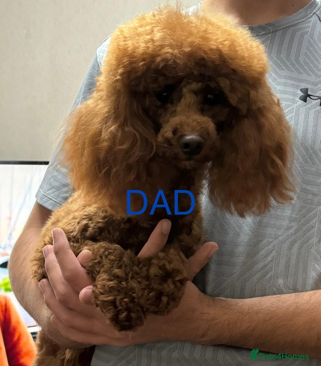Maltipoo dogs for sale: OUTSTANDING QUALITY F1B MALTIPOO PUPPIES READY! - Image 8