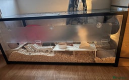 Hamster rodents for sale: Syrian hamster and set up - Image 4
