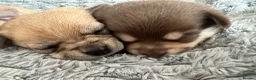 Pomchi dogs for sale: Beautiful Pomchi puppies  - Advert 1