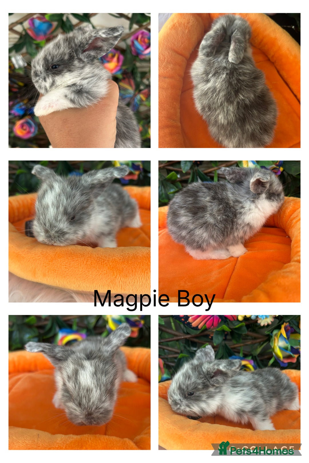 Mini Lop rabbits for sale: Pure Breed Mini lops  - Image 9