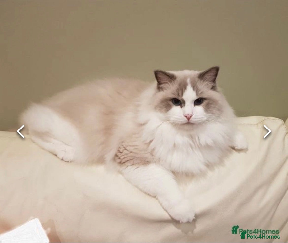 Ragdoll cats Adorable kittens  - Advert 2