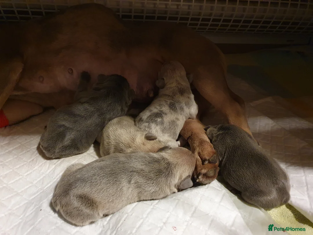 French Bulldog dogs for stud: Kye - Lilac and Tan Frenchie in St Albans - Advert 10