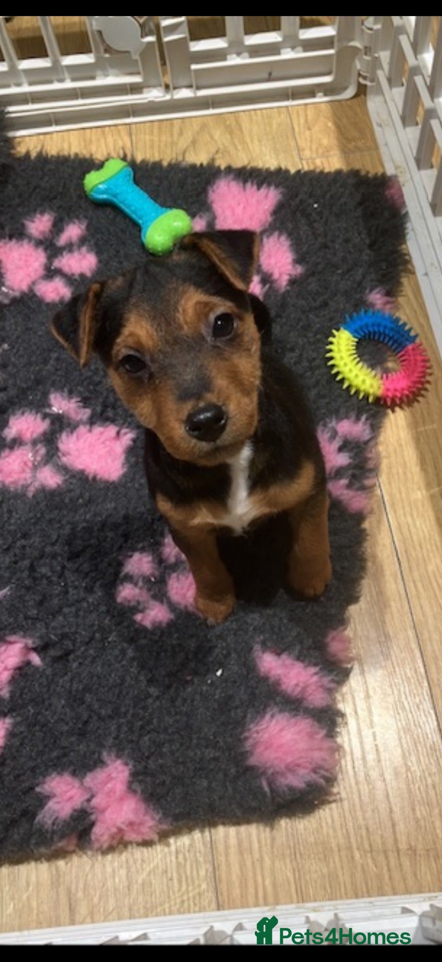 Jack Russell dogs for sale: Stunning Black and Tan Jack Russel pups - Advert 4