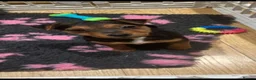 Jack Russell dogs for sale: Stunning Black and Tan Jack Russel pups - Advert 1
