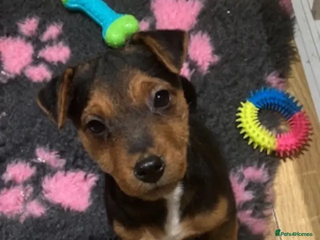 Jack Russell dogs for sale: Stunning Black and Tan Jack Russel pups - Advert 21