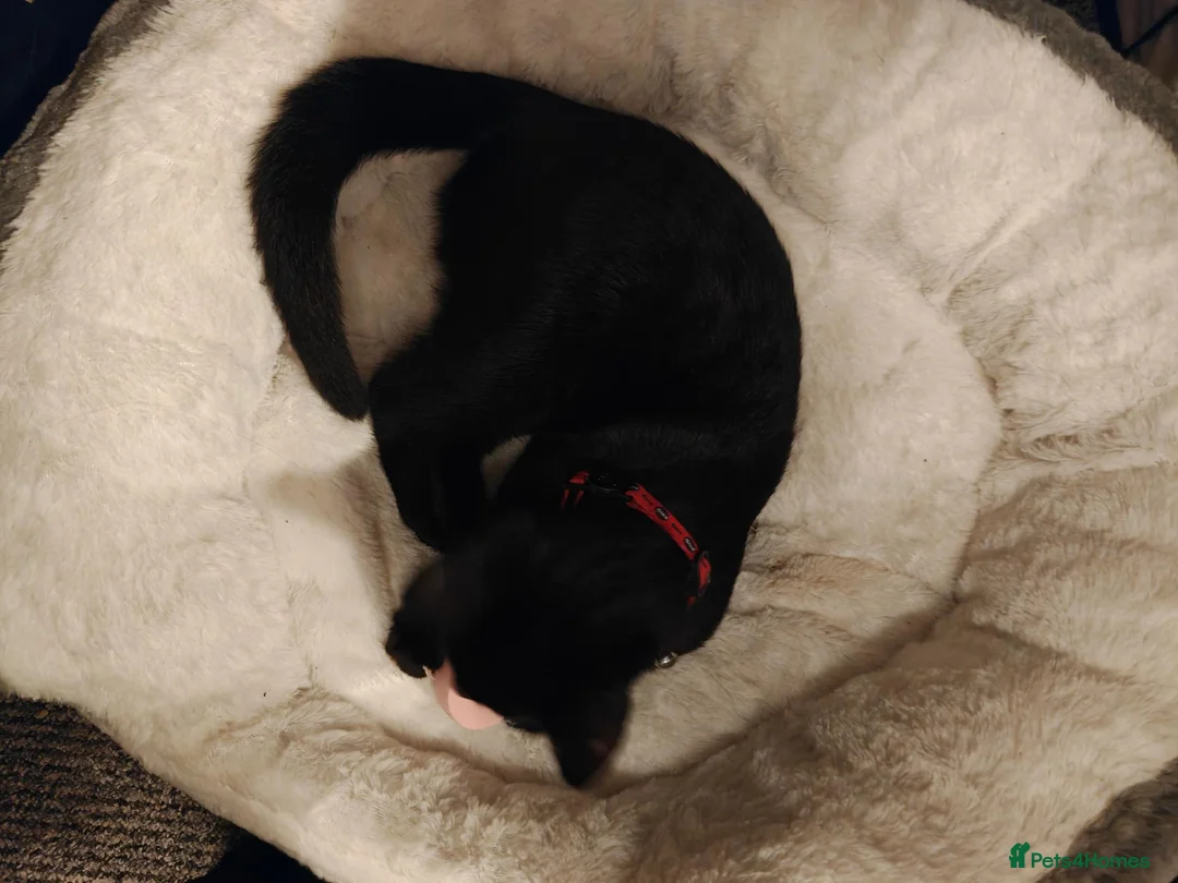Mixed Breed cats for sale: Male kitten  in Coventry - Advert 2