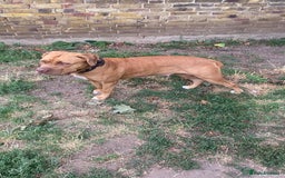 Mixed Breed dogs for sale: Beautiful Puppies For Sale!!! - Image 11