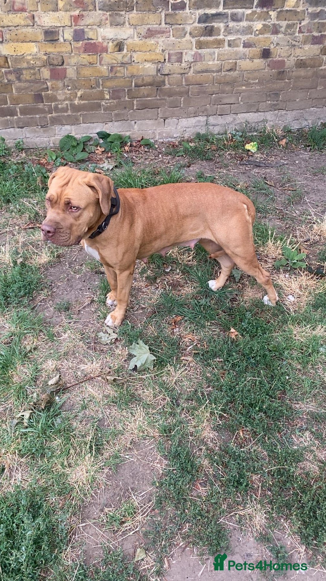 Mixed Breed dogs for sale: Beautiful Puppies For Sale!!! - Image 11